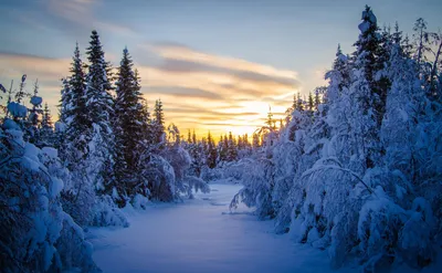 Зимний лес вечером - 71 фото