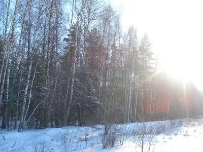 Утро в зимнем лесу» — создано в Шедевруме