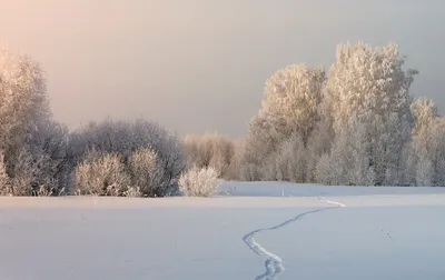 Утро зимой в лесу» — создано в Шедевруме