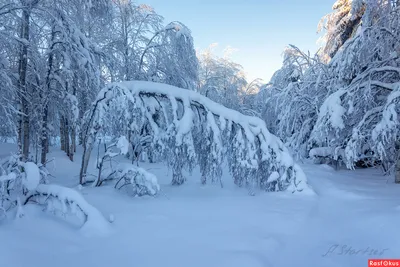 Красивый зимний лес (91 фото) - 91 фото