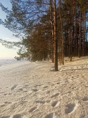 Зима и лес.. / Среди леса Зимним утром зимний лес, с верхней точки Дорога  среди леса уходящая вниз Занесенная снегом Снег на ветвях, только выпал  Заснеженная трава по краям Исскуственная рамка из