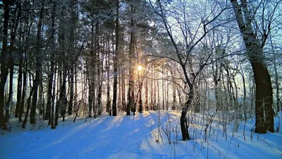 утро в зимнем лесу