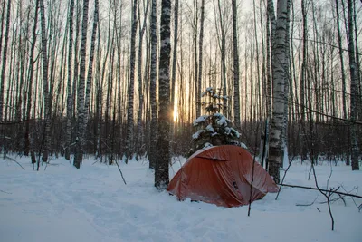 Скачать картинку Утро в зимнем лесу бесплатно