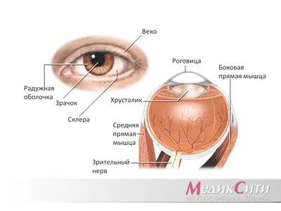 Красный глаз (увеит) - Клиника профессора Запускалова : Клиника профессора  Запускалова