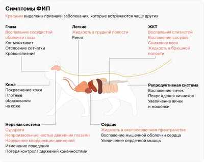 Патологии третьего века у кошек | Офтальмологическое отделение ветеринарной  клиники