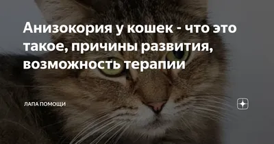 Ринотрахеит у кошек 🐱 симптомы и лечение вируса герпеса