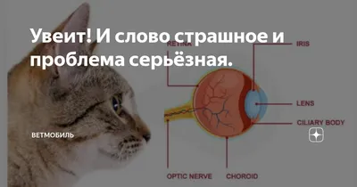 Диагностика слепоты у кошек и собак, домашних животных | Офтальмологическое  отделение ветеринарной клиники