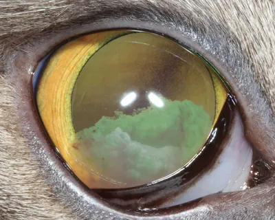 Офтальмологические проявления системной гипертензии у кошек / Ocular  manifestations of systemic hypertension in cats