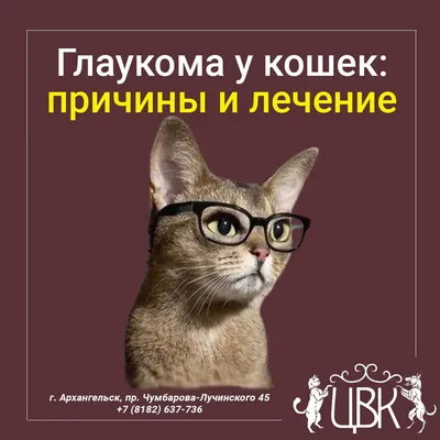 Что такое третье веко у котов и о каких болезнях глаз свидетельствует его  воспаление - Pets