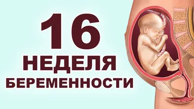 УЗИ в 15-16 недель и пол ребёнка! Бывают ошибки?