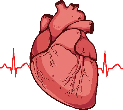 Что показывает УЗИ сердца у мужчин, женщин, стоит ли делать эхокардиографию.