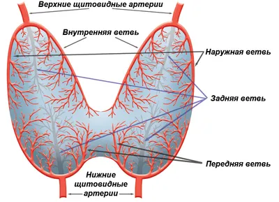 УЗИ щитовидной железы в Саратове. процедура, позволяющая оценить состояние щитовидной  железы: размеры, органа, положение, контуры, наличие узлов, образований,  кальцинатов, эхогенность, структуру ткани 800р.