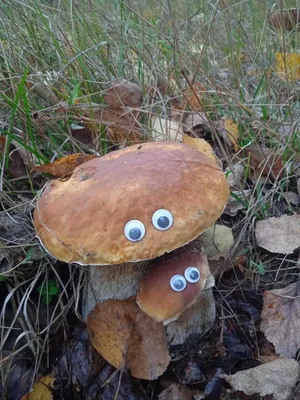 А у нас в Рязани — грибы с глазами, их едят, они глядят | Пикабу