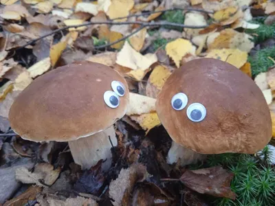 Отзыв о Арт-объекты \"Грибы с глазами\" (Россия, Рязань) | А вы знали, что в  Рязани растут грибы с глазами?