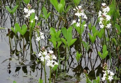 Купить Menyanthes trifoliata (Вахта трехлистная) , купить трилистник  водяной, трифоль, купить водные растения