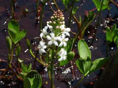 Вахта трёхлистная, Трилистник водяной (Menyanthes trifoliata) (контейнер 2л  или корневище) | Aquarium-Style