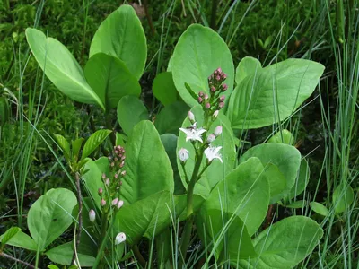 Вахта трёхлистная (Menyanthes trifoliata) – встречается на низинных и  переходных болотах Фото А. Ладыгина - ГКУ «Дирекция особо охраняемых  природных территорий Санкт-Петербурга»