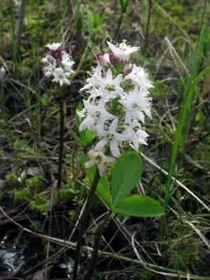 Вахта трехлистная / Menyanthes trifoliata (ID#1137786005), цена: 75 ₴,  купить на Prom.ua