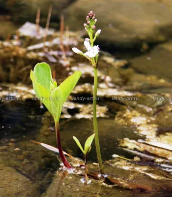 Вахта трёхлистная (Menyanthes trifoliata) - PictureThis