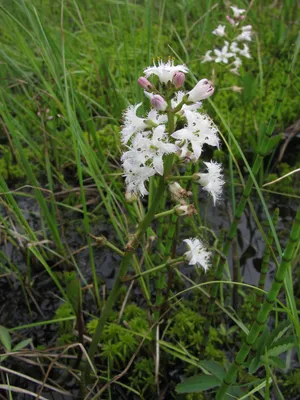 Вахта трёхлистная (Menyanthes trifoliata)