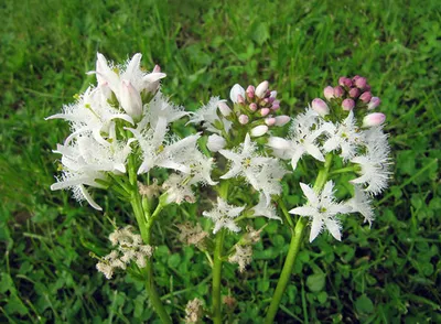 Menyanthes trifoliata L. - Вахта трёхлистная - Полярно-альпийский  ботанический сад-институт им. Н.А. Аврорина