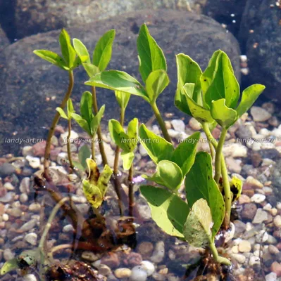 Вахта трёхлистная купить (Menyanthes-trifoliata) - 50 шт