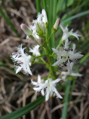 Вахта трёхлистная (Menyanthes trifoliata)