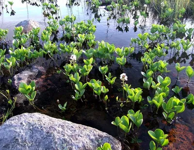 Вахта трехлистная - Menyanthes trifoliata (ID#241752413), цена: 50 ₴,  купить на Prom.ua