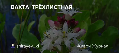 Вахта трёхлистная купить (Menyanthes-trifoliata) - 50 шт