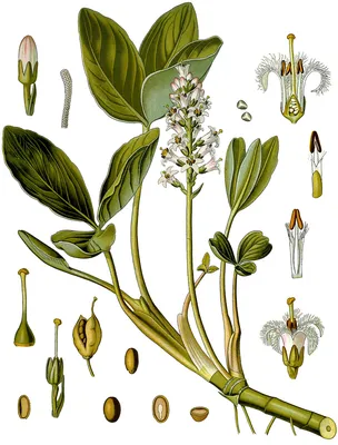 Фотография Вахта трёхлистная (Menyanthes trifoliata) Долина р. Алехина,  близ Алехинской заставы, Курильский заповедник, о-в Кунашир, Россия |  Фотобанк ГеоФото/GeoPhoto | GetImages Group