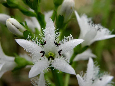 гербарий Menyanthes trifoliata L. - Вахта трехлистная