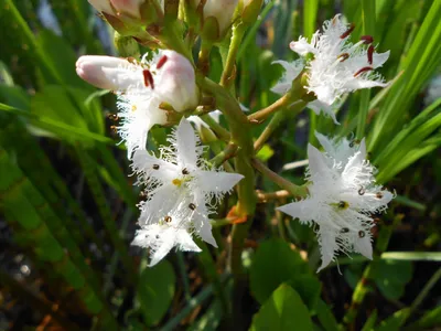 ВАХТА ТРЁХЛИСТНАЯ (Menyanthes trifoliáta) Вахта – это растение, относящееся  к вахтовым, оно растет много лет... | ВКонтакте