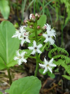 Вахта трёхлистная (Menyanthes trifoliata)