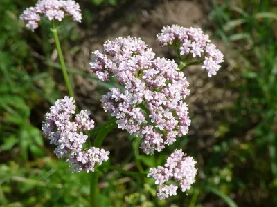 MW0524444, Valeriana officinalis (Валериана лекарственная), specimen