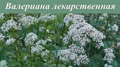 Природа Байкала | Валериана лекарственная