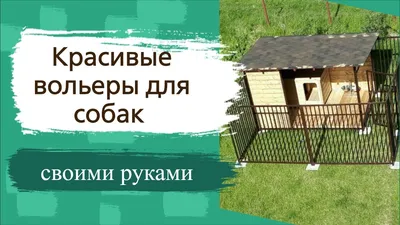 Некоторые бердчане лечат своих собак, укушенных клещами, водкой | Свидетель