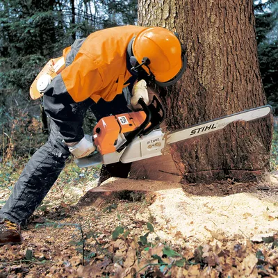 Ручная валка деревьев: инструкция и техника безопасности | Спорт и здоровье  | Дзен