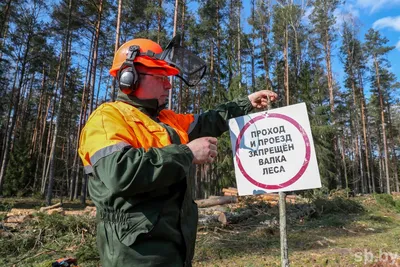 Валка леса весны в литовских лесах Стоковое Фото - изображение  насчитывающей куча, пущи: 114126956