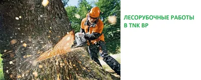 Валка леса в Новодвинске, цена от 1556 руб.