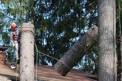 Валка леса, древесина для каминов Стоковое Изображение - изображение  насчитывающей журнал, ландшафт: 41544185