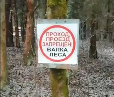 В Дрогичинском районе при валке леса рабочего придавило деревом -  Драгічынскі веснік