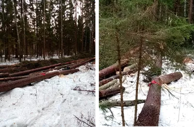 Валка леса /// Валка повисшего дерева Бензопилой 🌲 /// Внимание Не  Повторять Ошибок ❗❗❗ - YouTube