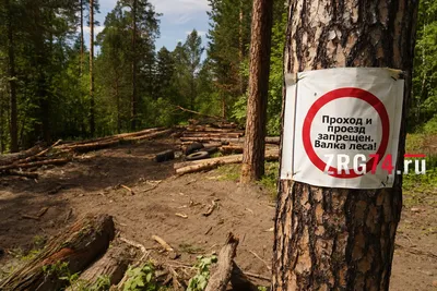 Ведутся проходные рубки»: нарушений при валке леса под Ярославлем не  выявлено - YarNews.net