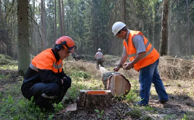 Типичные нарушения требований охраны труда при валке леса