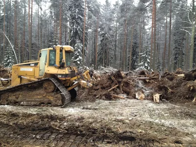 Профессиональная валка леса в Москве и области - ДЕНДРОЛАЙН