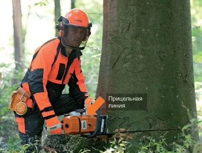 Соревнование в Марий Эл определит лучшего вальщика леса