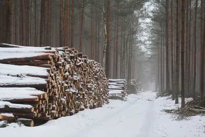 Валка деревьев в Москве. Завалить дерево в Московской области.