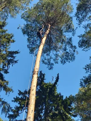 Валка леса и тяжкий труд на приисках, шахтах - за \"кусок хлеба\", в  сталинских лагерях | Красный Патриот | Дзен