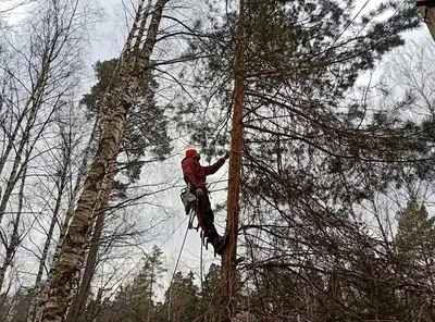 В Крупском районе выбрали лучшего вальщика леса (фото) - Новости города  Крупки и Крупского района | Сайт газеты \"Крупскі веснік\"