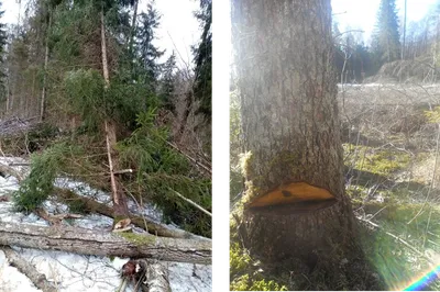 В Воронеже на территории Северного леса вырубают деревья